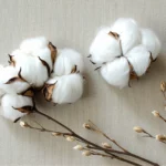 Coton bio ou lin : quelle matière choisir pour une mode durable ?