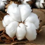 Le coton biologique est-il vraiment une solution durable ?