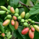Le secret des cafés bio vraiment responsables