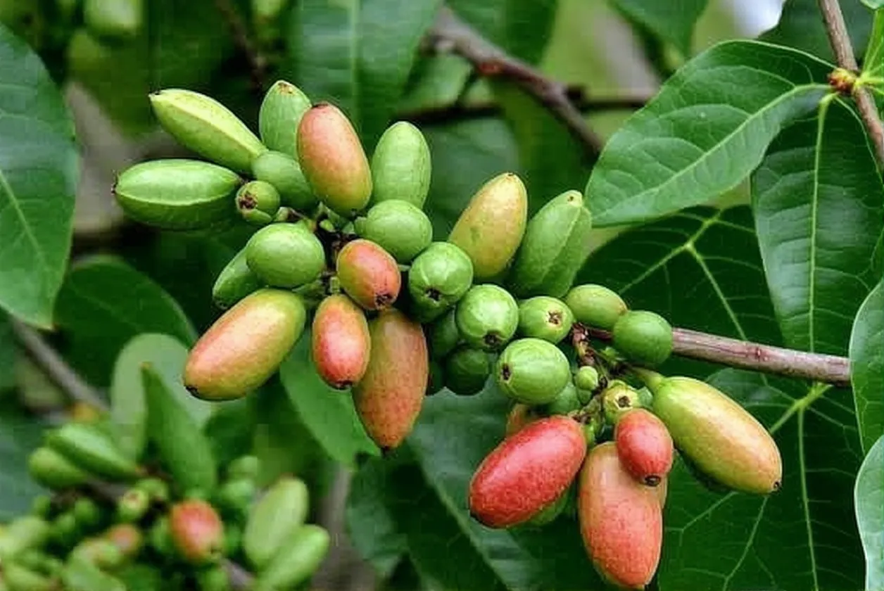 Le secret des cafés bio vraiment responsables