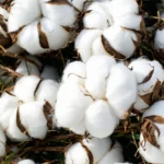 Quelle est la véritable empreinte carbone du coton bio ?
