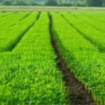 Agriculture régénératrice : pourquoi tout le monde en parle