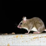 Biodiversité urbaine nocturne : pourquoi les chauves-souris sont utiles aux villes