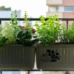 Biodiversité urbaine : petits gestes efficaces au balcon