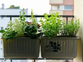 Biodiversité urbaine : petits gestes efficaces au balcon