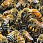 Bonne nouvelle pour la biodiversité : les abeilles reprennent des forces en 2025