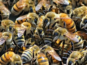 Bonne nouvelle pour la biodiversité : les abeilles reprennent des forces en 2025