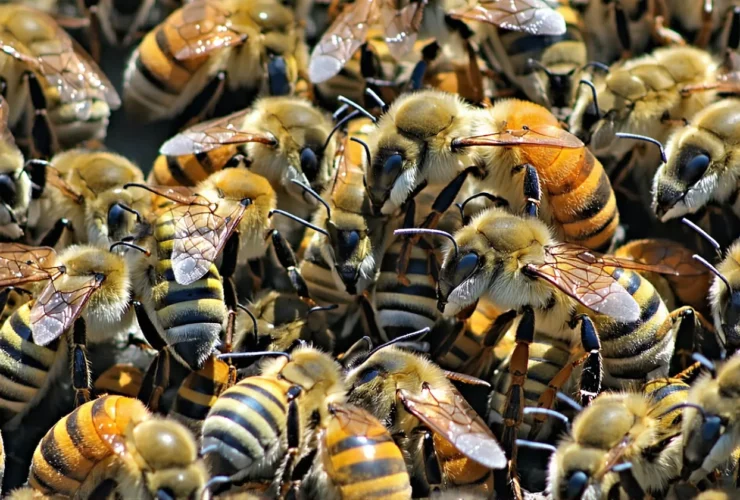 Bonne nouvelle pour la biodiversité : les abeilles reprennent des forces en 2025