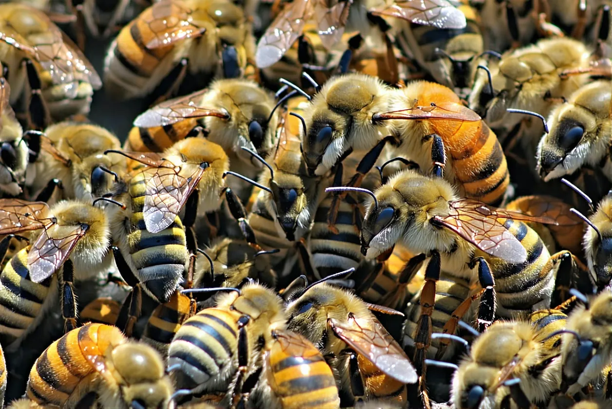 Bonne nouvelle pour la biodiversité : les abeilles reprennent des forces en 2025