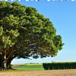 Découvrir les mûriers platanes : arbres emblématiques du Sud