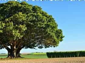 Découvrir les mûriers platanes : arbres emblématiques du Sud