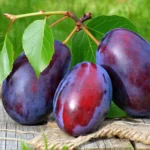 Escapades nature : cueillir et cuisiner la prune rouge