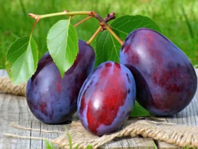 Escapades nature : cueillir et cuisiner la prune rouge