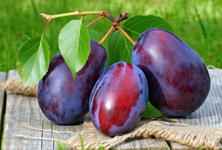 Escapades nature : cueillir et cuisiner la prune rouge