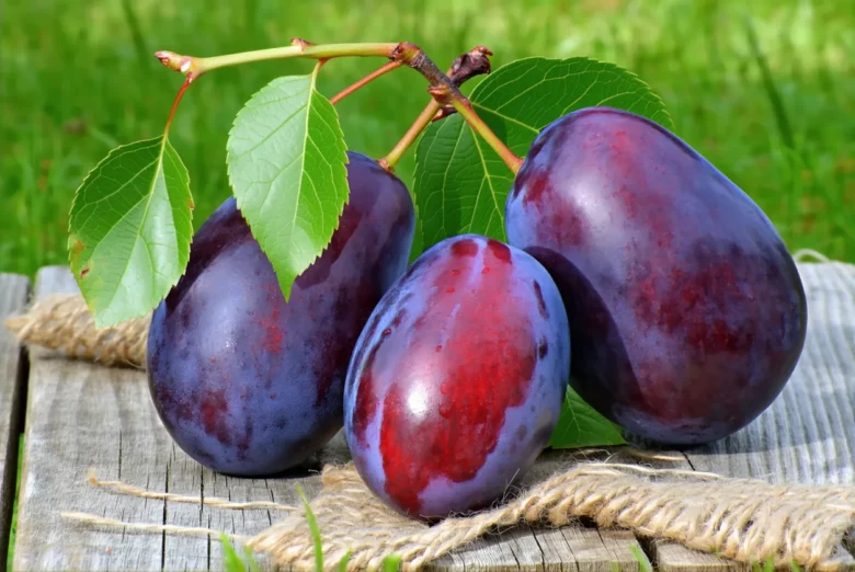 Escapades nature : cueillir et cuisiner la prune rouge