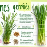 Graines germées bio : guide express pour débuter
