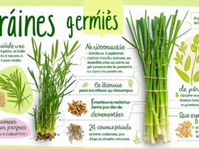 Graines germées bio : guide express pour débuter