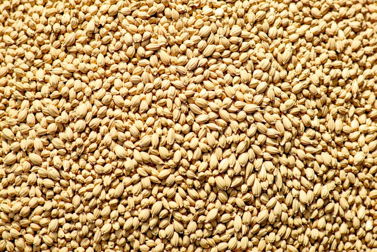 Les graines germées : comment les trier, rincer, consommer en sécurité