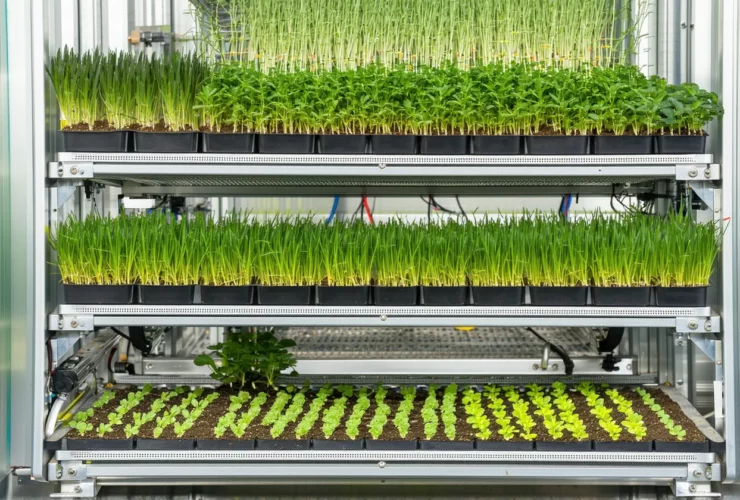 Micro-fermes urbaines : 3 modèles qui fonctionnent