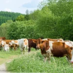 Week-end nature : micro-fermes à visiter autour des grandes villes