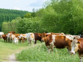 Week-end nature : micro-fermes à visiter autour des grandes villes