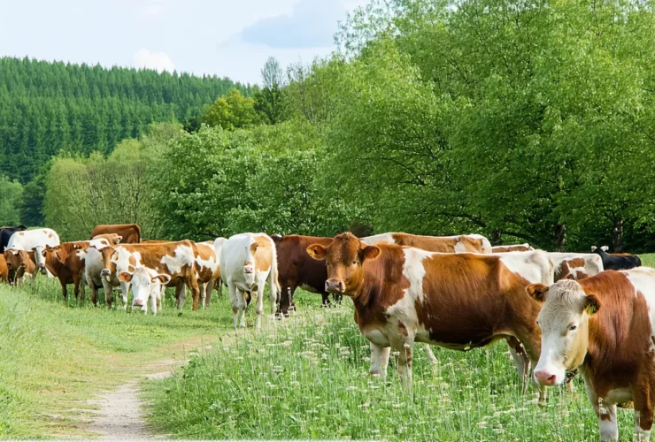 Week-end nature : micro-fermes à visiter autour des grandes villes