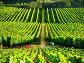 Les foires aux vins bio : tendance marketing ou véritable révolution écologique ?