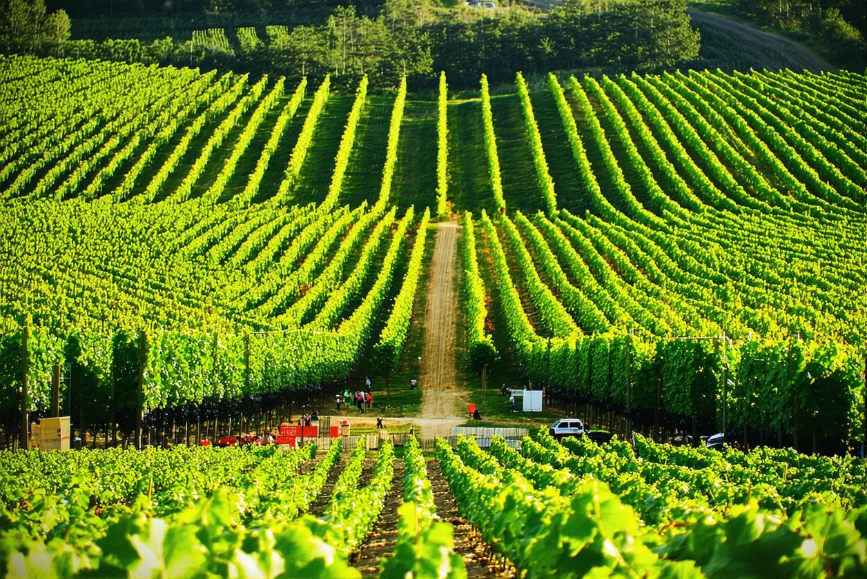 Les foires aux vins bio : tendance marketing ou véritable révolution écologique ?