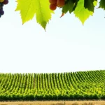 Pourquoi les foires aux vins bio deviennent le rendez-vous incontournable de septembre