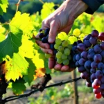 Top 7 des régions viticoles à surveiller pendant les foires aux vins bio