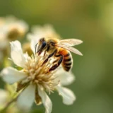 Durée de vie d&rsquo;une abeille : comprendre pour mieux protéger