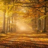 Balades en forêt en automne : 7 itinéraires pour les couleurs
